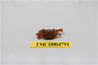 藏品(方形大額蟹)的圖片